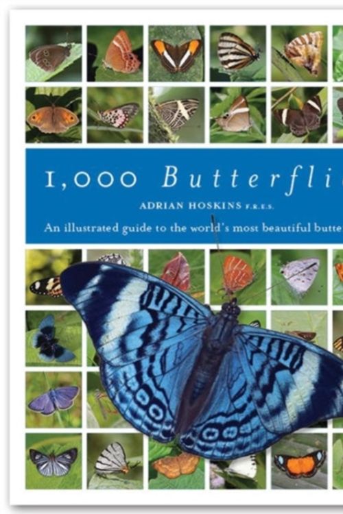 Cover Art for 9781921517563, 1000 Butterflies by Adrian Hoskins