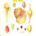 Cover Art for 9780307635143, Seashells of World by R. Tucker Abbott