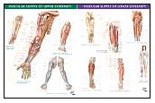 Netter Lower Extremity Netter Anatomy Charts: Vascular Supply of Upper Extremity & Vascular ...