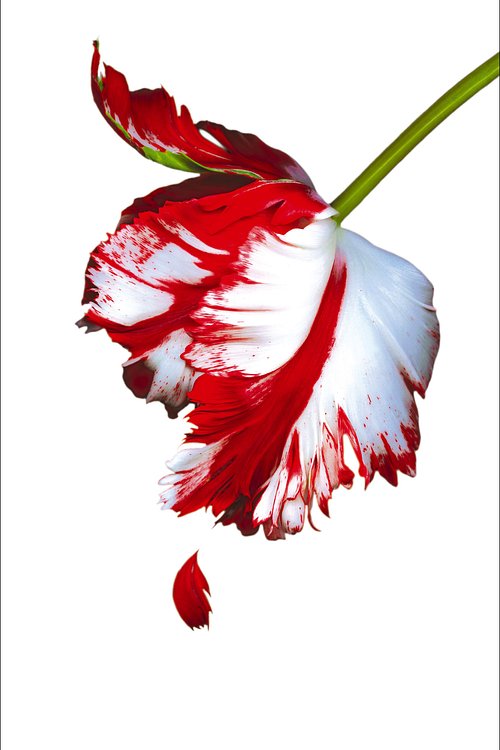 Cover Art for 9781907410499, New Moon by Stephenie Meyer