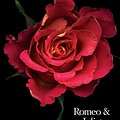 Cover Art for 9780061965494, Romeo and Juliet by William Shakespeare