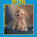 Cover Art for 9781590360637, Caring for Your Dog by Jill Foran