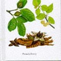 Cover Art for 9781860197680, Trees (Pocket Reference Guides) by Pamela Forey